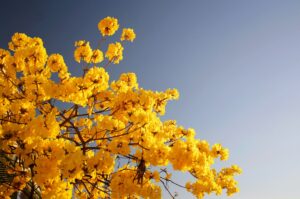 fiori gialli